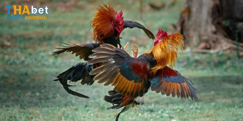 Cập Nhật Thông Tin Cơ Bản Về AOG Đá Gà