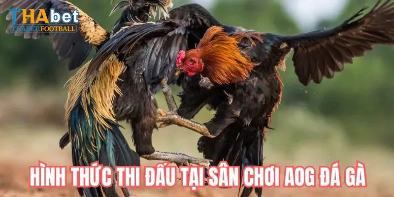Các Hình Thức Đá Gà Nổi Bật Tại Sảnh Cược AOG