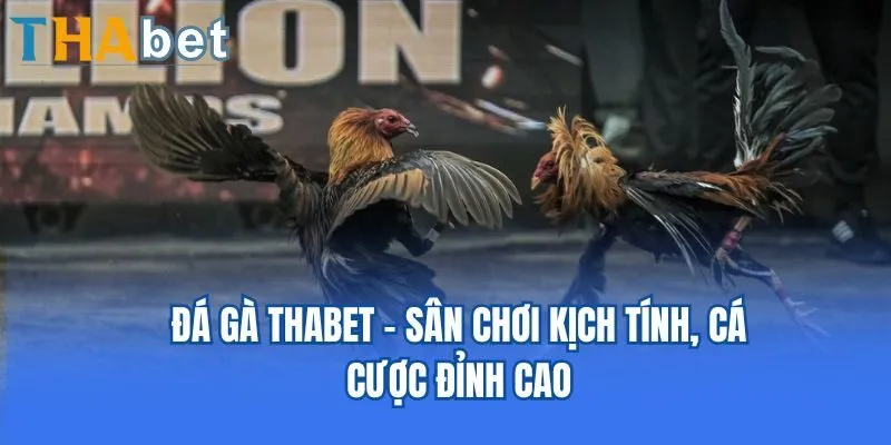 Đá gà Thabet - Sân chơi kịch tính, cá cược đỉnh cao